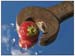 023 July - Strawberry Crush